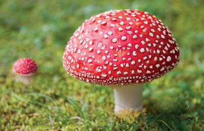 Amanita Mushroom