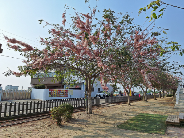 台南西港金砂社區花旗木步道，新寮台糖鐵道花旗木步道浪漫散步