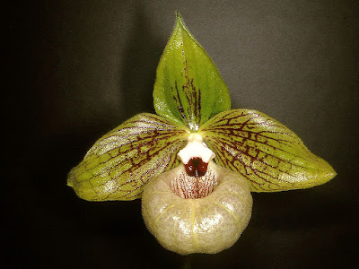 Paphiopedilum malipoense orchid plant care and culture