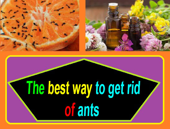 how to get rid of ants outside naturally"" what do ants hate"" what kills ants instantly"" how to keep ants away naturally"" ant repellent indoor"" Types of ants"" how to get rid of ants permanently"" "best ant repellent"" The best way to get rid of ants" the best way to get rid of ants outside" the best way to get rid of ants in the house" the best way to get rid of ants in the kitchen" the best way to get rid of ants in your home" the best way to get rid of ants in your yard" the best way to get rid of ants in your kitchen" the best way to get rid of ants in my home" the best way to get rid of ants from your house" what are the best way to get rid of ants" best way to get rid of ants in a house" best way to get rid of ants in a garden" what are the best ways to get rid of ants" best way to get rid of ants in a kitchen" best way to get rid of ants in a yard" what's the best way to get rid of little black ants" the best way to get rid of black ants" best way to get rid of ants in the bathroom" best way to get rid of ants in bedroom" what is the best way to get rid of big black ants" what is the best way to get rid of small black ants" the best way to get rid of carpenter ants" best way to get rid of ants in car" best way to get rid of ants from house" the fastest way to get rid of ants" the best way to get rid of fire ants" the best way to get rid of flying ants" best way to get rid of ants fast" best way to get rid of ants from garden" best way to get rid of ants from lawn" "the best way to get rid of ants in the garden""