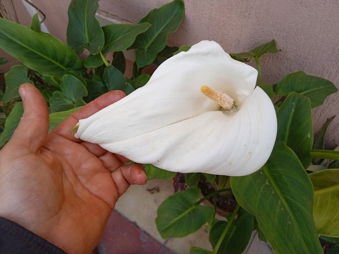Your Complete Guide to Growing and Caring for Calla Lily 