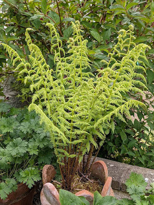 unknown fern in a chimney pot