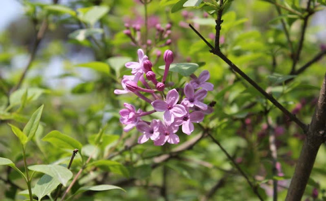 Lilac Flowers Pictures