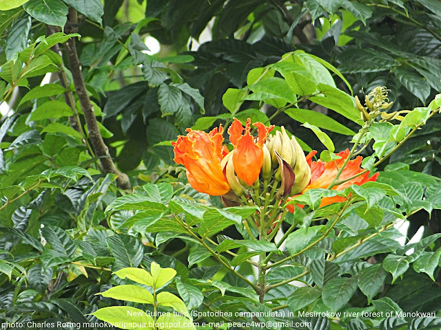 Flowers in lowland of West Papua's rainforest