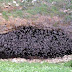 Millones de murciélagos saliendo de su cueva