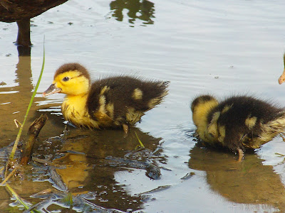 Photo Anak Bebek  Yang Lucu  alfiart