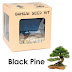 Caratanam black pine / pinus thumbergi/ bagi pemula 