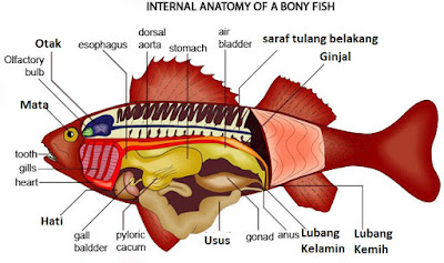 Ciri dan  Klasifikasi  Hewan  Vertebrata  Perpustakaan Ilmu 