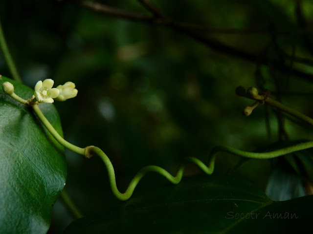 Marsdenia tomentosa