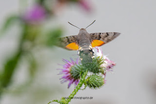 Wildlifefotografie Taubenschwänzchen Olaf Kerber