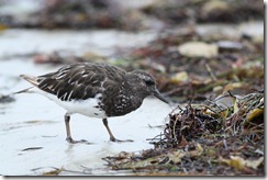 Black Turnstone