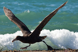 aves marinas petrel gigante