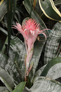 gewaechshaus-auteuil-aechmea