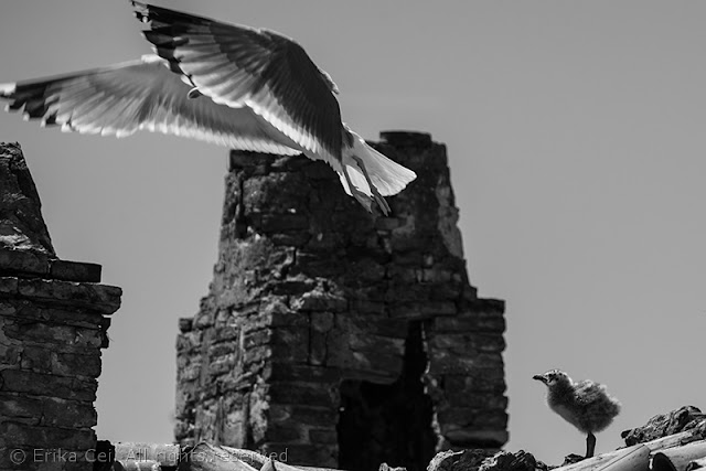 Seagulls Trieste