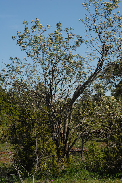 Рябина тёмная / Хедлундия тёмная (Sorbus atrata, =Hedlundia atrata)