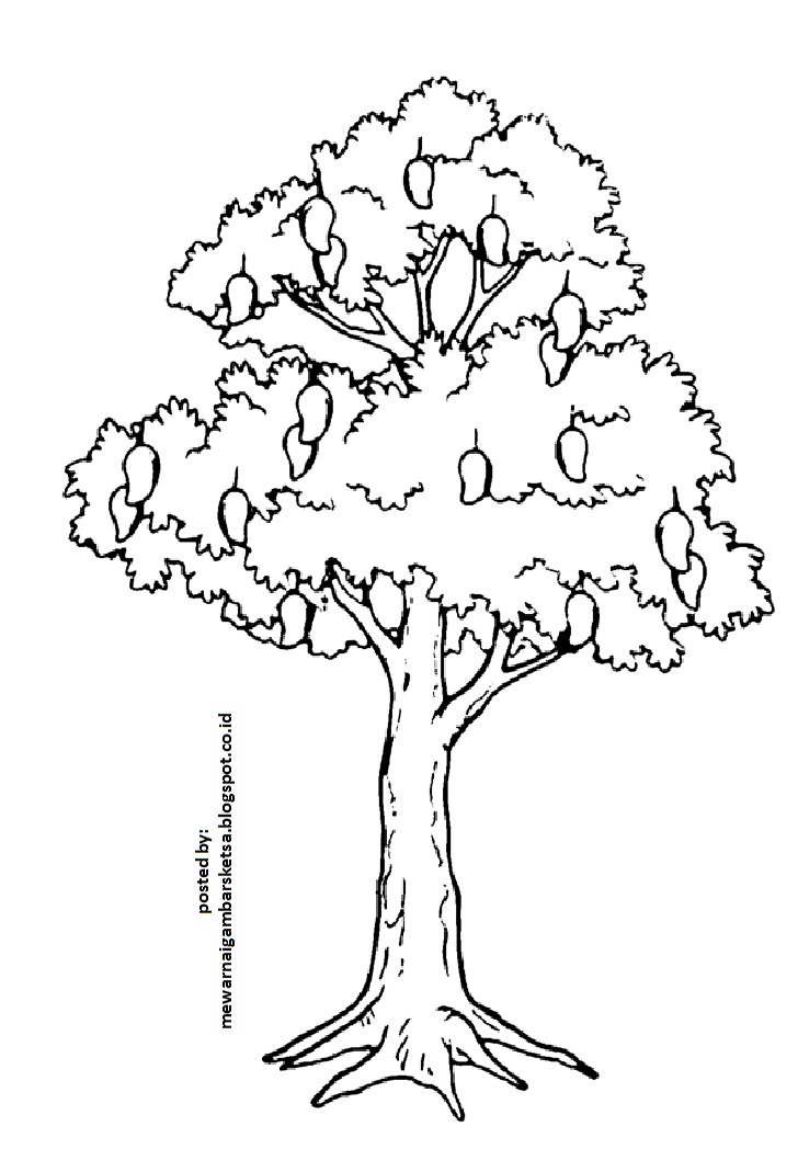 Mewarnai Gambar Sketsa Pohon 1