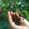 Black Fruit Tree / Local Fruit Black Apple Planchonella Australis Spaderunner - Black cherry is the most important native cherry found throughout the eastern united states.