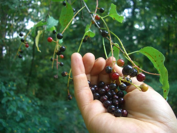 Black Fruit Tree / Local Fruit Black Apple Planchonella Australis Spaderunner - Black cherry is the most important native cherry found throughout the eastern united states.