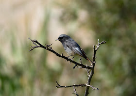 Black Redstart - Boquer Valley - Mallorca