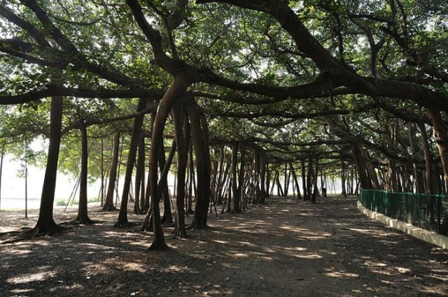 The Great Banyan Tree