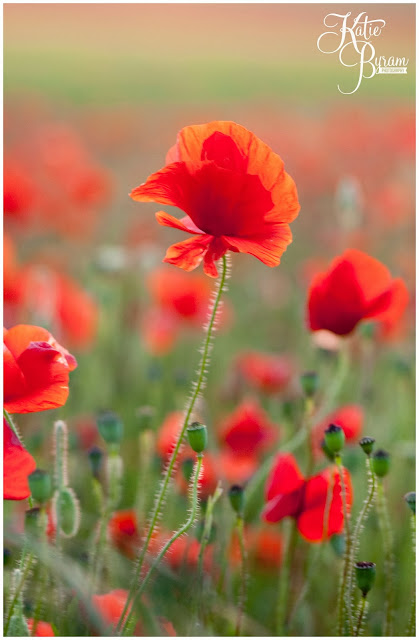 poppy fields, poppy photos, northumberland wedding, katie byram photography