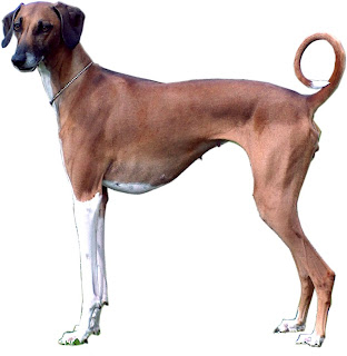 Azawakh Mali Dog Picture