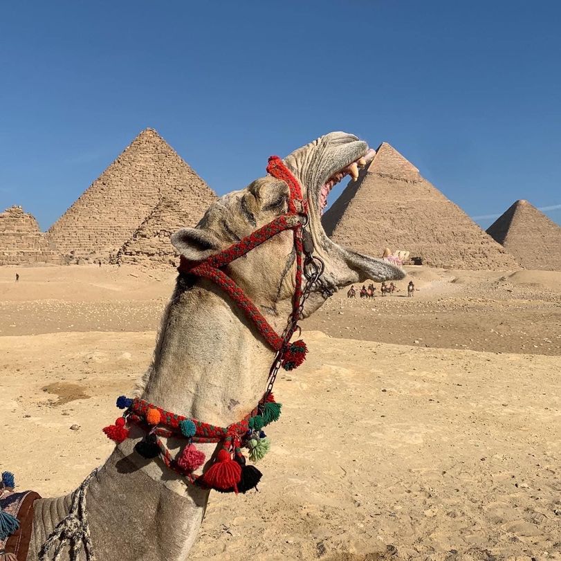 Witzige Kamel in der W%C3%BCste verschlingt Pyramide Wissenswertes mit Witz und Humor Komische Begebenheiten des Lebens, Vergangenheit, Wissen zum lachen