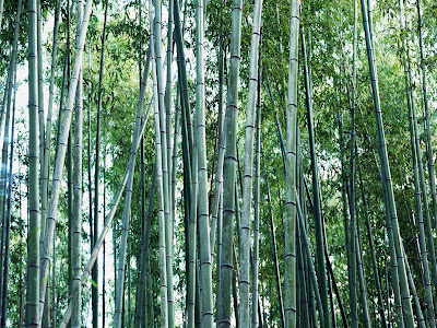 Bamboo Design Wallpaper