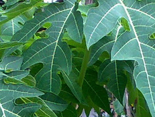 Herbal Tanaman