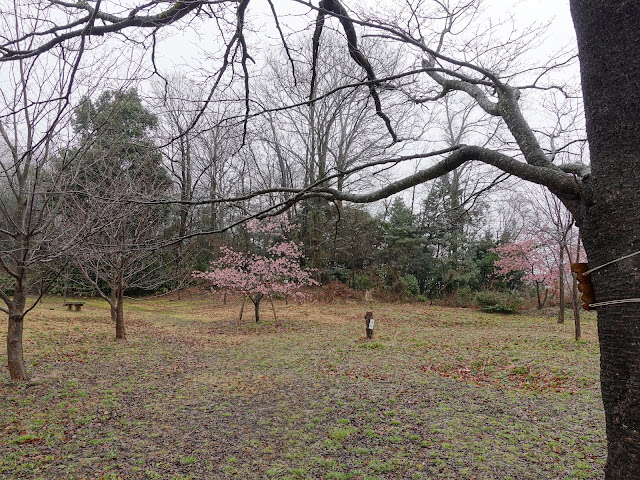 鳥取県西伯郡伯耆町丸山　伯耆町交流の森の河津桜