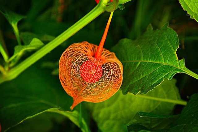 ashwagandha,ashwagandha benefits