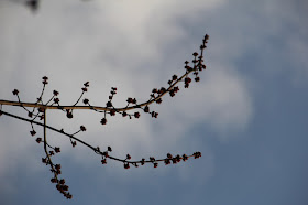 red maple in flower(?)