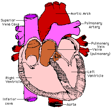 circulatory system. the circulatory system heart.