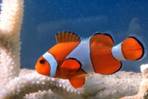 Banyak Ditangkapi, Australia Berusaha Selamatkan 'Nemo' 