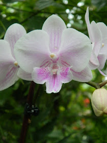 Allan Gardens Conservatory white pale purple Phalaenopsis orchid by garden muses-not another Toronto gardening blog