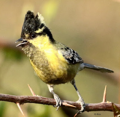 "Indian Yellow Tit, perched on a bougainvillea branch calling to the others."