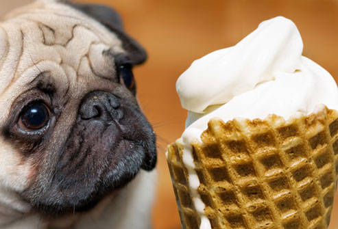Oh My Dog! Holistic Doggery: Foods Your Dog Should Never Eat