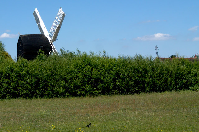 Windmill and magpie