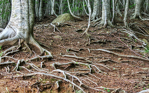 Invasive tree roots damage landscapes and hardscapes resulting in expensive repairs