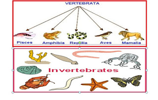 Klasifikasi Hewan  Vertebrata  dan Invertebrata Terlengkap 