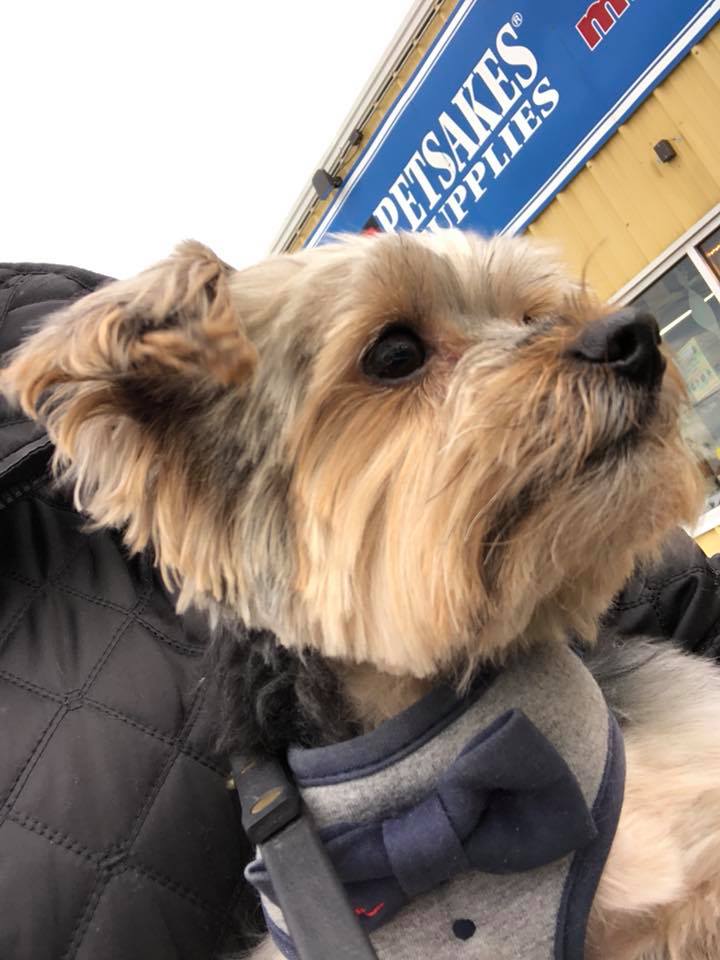 yorkie charles haircut at Petsakes grooming