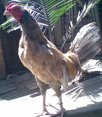 pollo del criadero tomando el sol y mirando a la camara