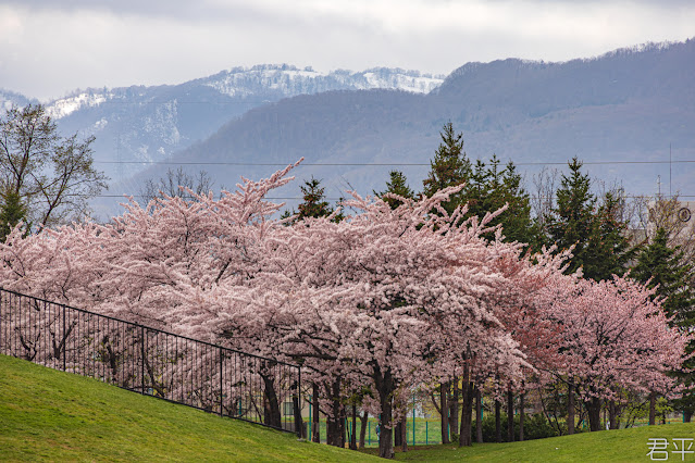 北海道の桜