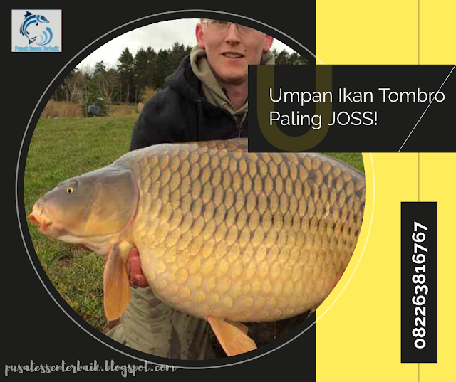 https://pusatessenterbaik.blogspot.com/2019/09/resep-rahasia-umpan-ikan-tombro-andalan-para-juara-joss.html