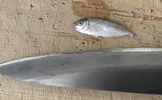 沖縄たべもの語り スクの刺身 小ネタ Small Fish Sasimi