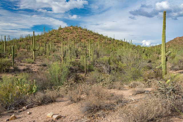 Valley View Overlook Trail, Saguaro National Park