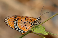 Acraea terpsicore