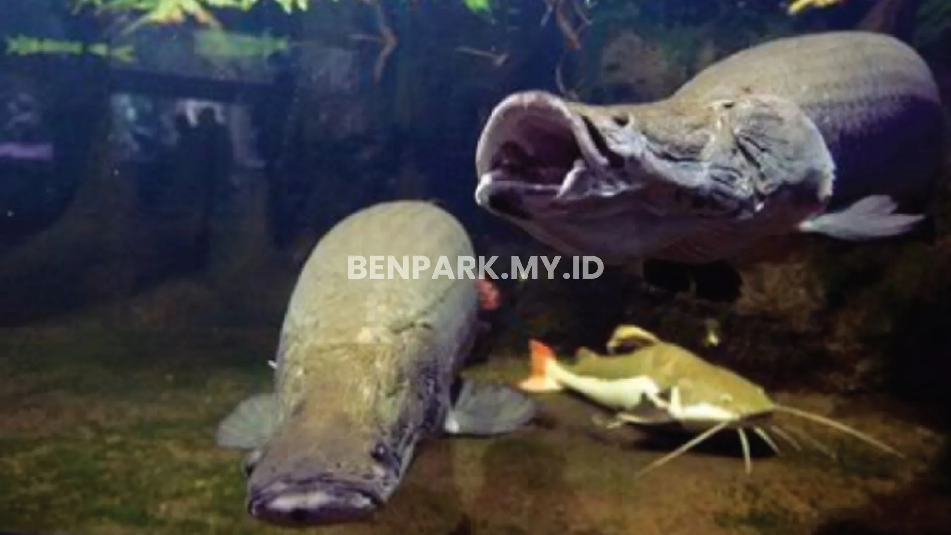 Ikan Arapaima Sebaiknya Pakai Tankmate Atau Tidak