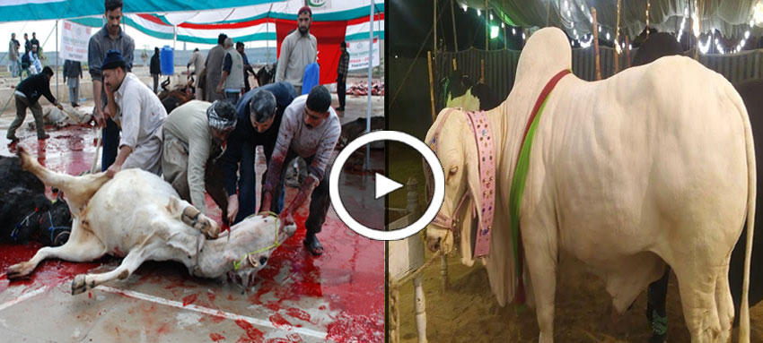 Best Way To Sacrifice Animal On Eid Ul Adha  Sacrificing 