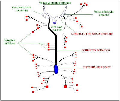 Disposición de los vasos linfáticos principales